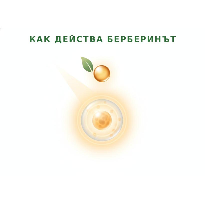Берберис — естественият източник на берберин